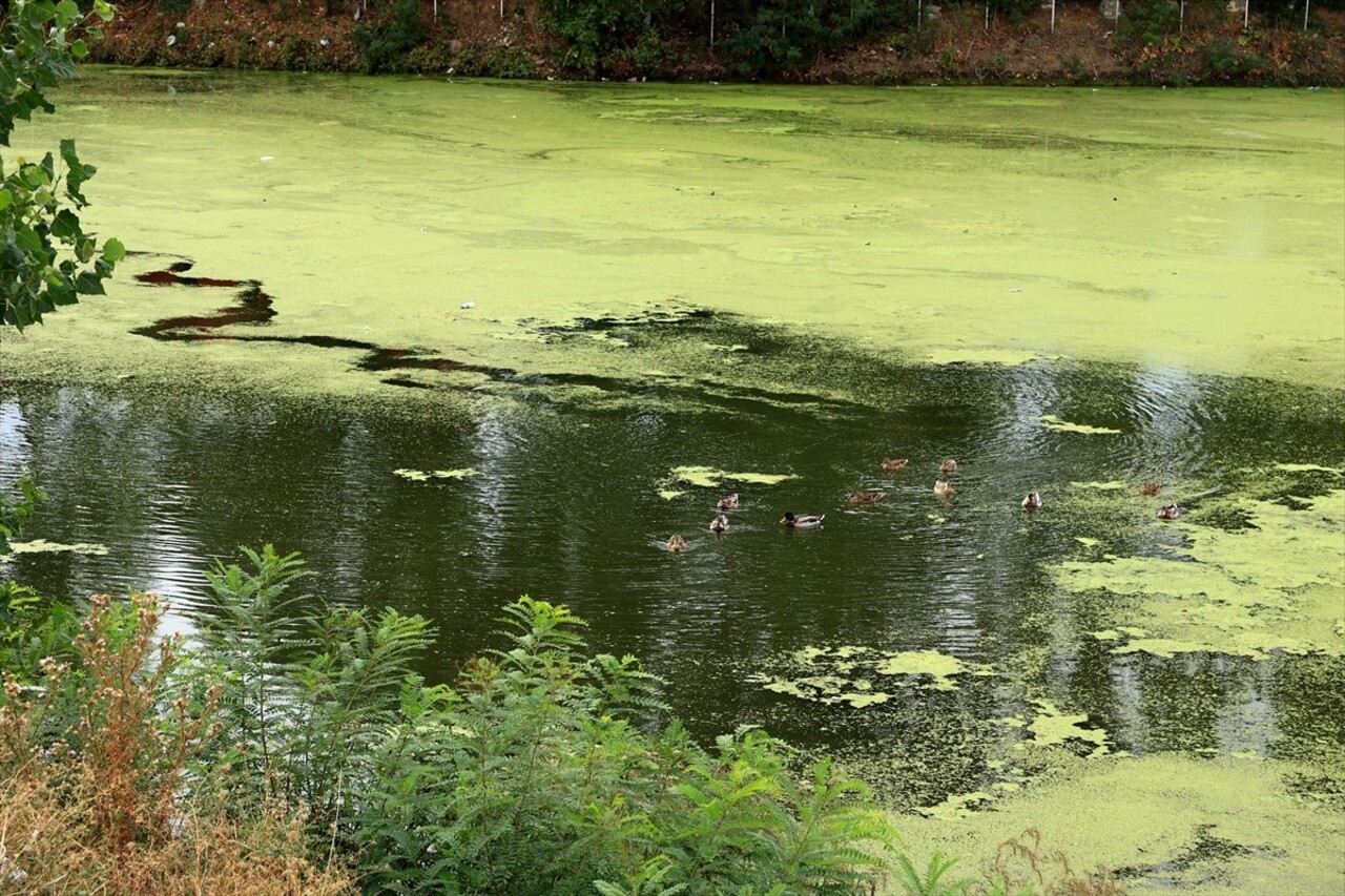 Tunca Nehri'nin yüzeyinde oluşan yosun ve su mercimeklerinin yayılım alanı arttı. Debisi saniyede...