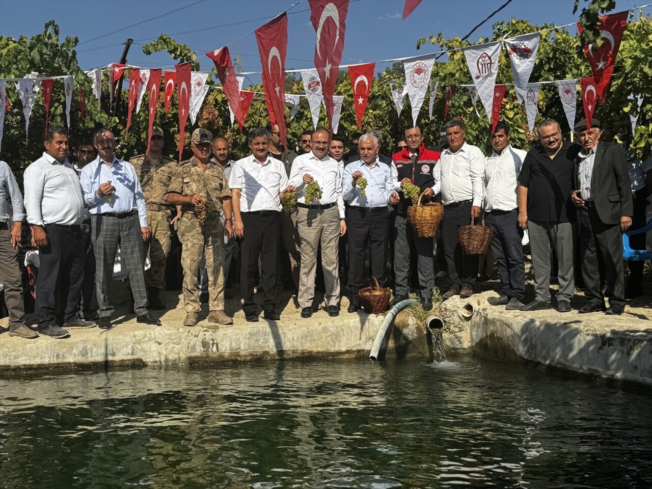 Siirt'tin Şirvan ilçesinde yaprağı salamura olarak kullanılan tayfi üzüm hasadı yapıldı....