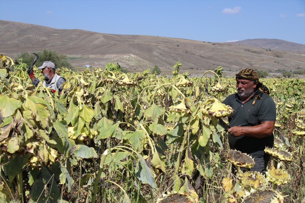 Zengin su kaynaklarına sahip Ağrı Ovası'nın binlerce dönümlük tarlalarında yetiştirilen çerezlik...