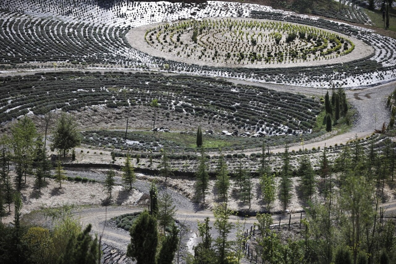 Bosna Hersek'in Visoko kenti yakınlarında bir park, Vincent van Gogh'un "Yıldızlı Gece" adlı...