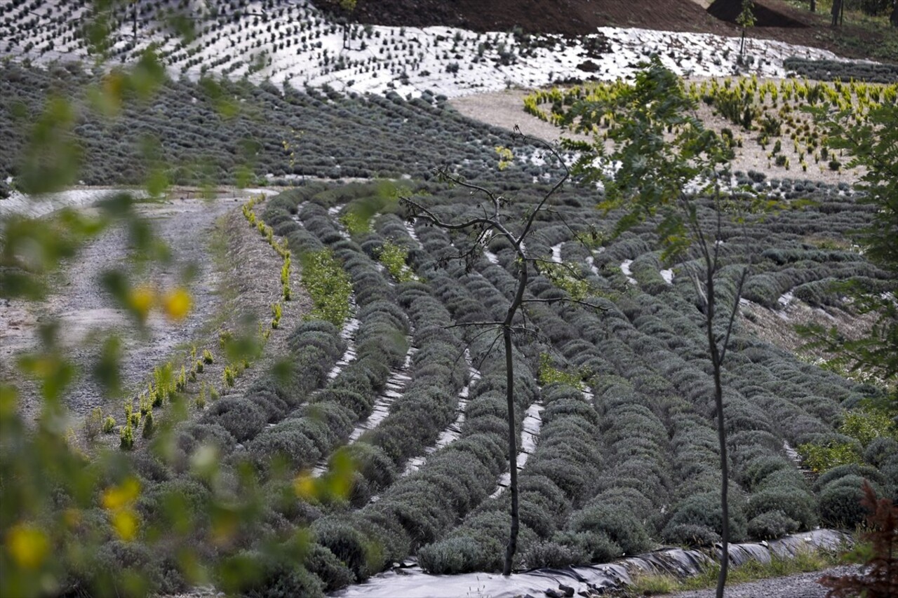 Bosna Hersek'in Visoko kenti yakınlarında bir park, Vincent van Gogh'un "Yıldızlı Gece" adlı...