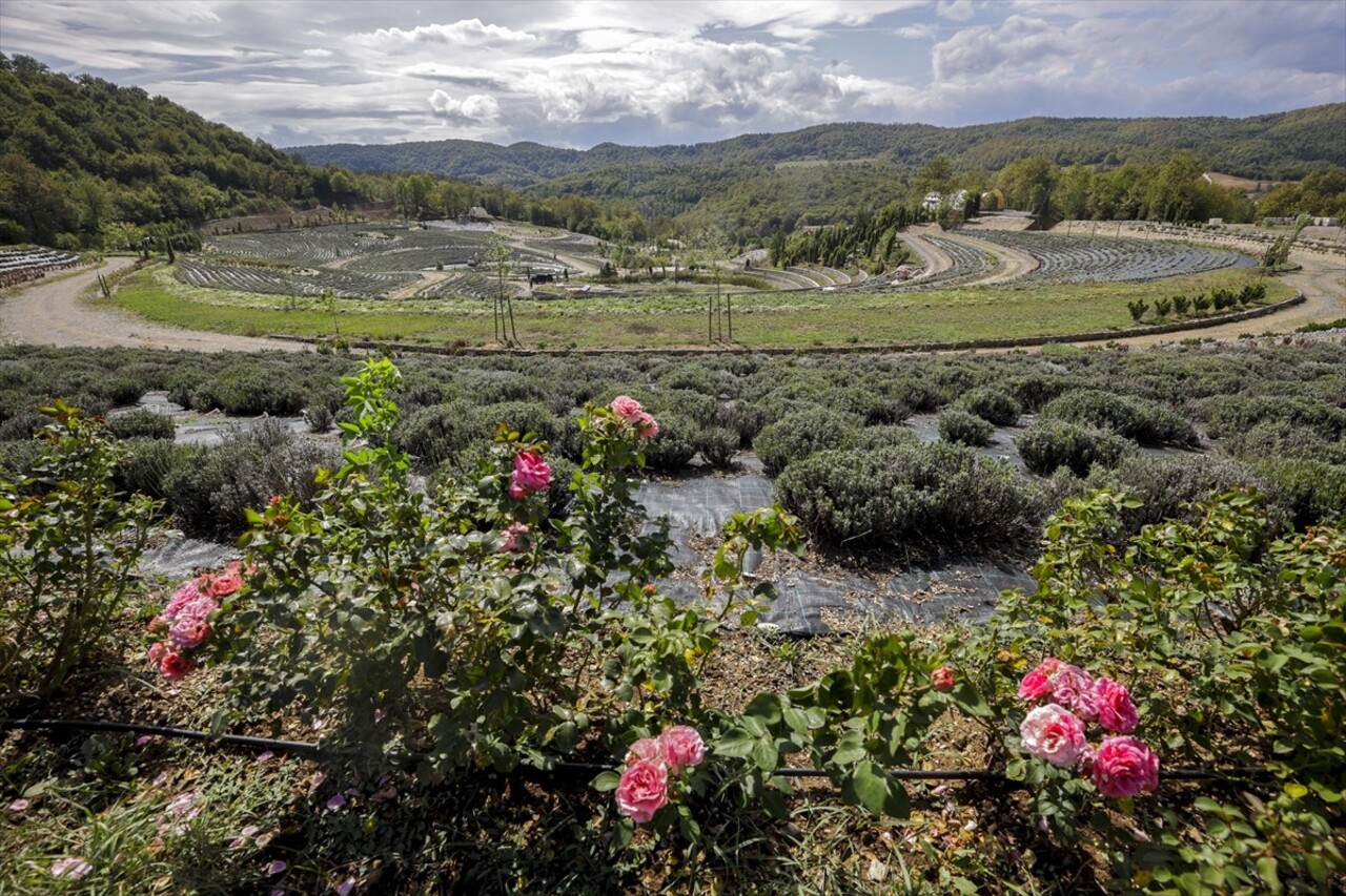 Bosna Hersek'in Visoko kenti yakınlarında bir park, Vincent van Gogh'un "Yıldızlı Gece" adlı...