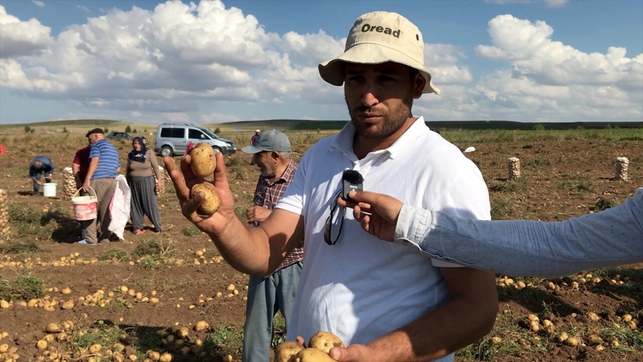 Çorum'un Alaca ilçesinde çiftçilik yapan Mahmut Tonbul (fotoğrafta), küçük olduğu için satamadığı...