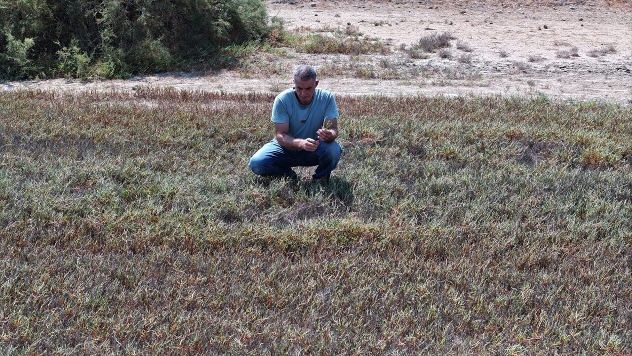 Antalya'nın Manavgat ilçesinde 25 yıldır bekçilik yaptığı 500 dönümlük arazide yıllık 3 ton deniz...