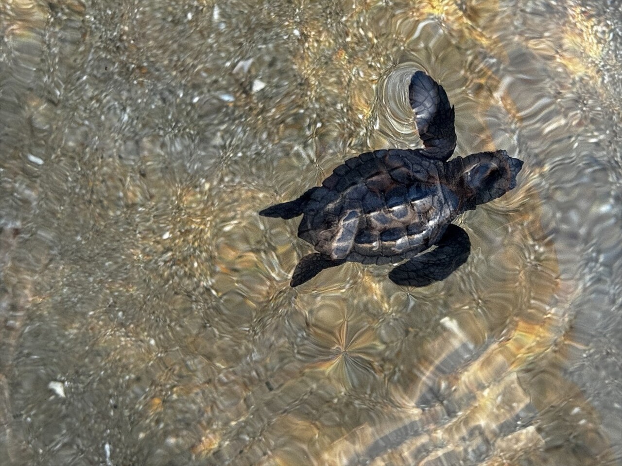 Nesli tükenme tehdidi altındaki caretta carettaların yavrularının, Antalya'nın Kızılot...