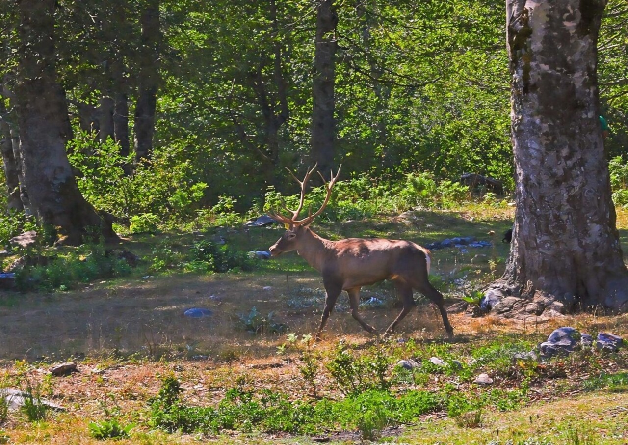 Kocaeli Büyükşehir Belediyesi ve Doğa Koruma ve Milli Parklar Genel Müdürlüğü işbirliğiyle hayata...