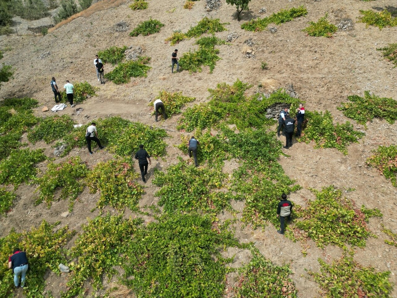 Şırnak'ın Uludere ilçesinde "Behdini Üzümü Hasat Şenliği" yapıldı.