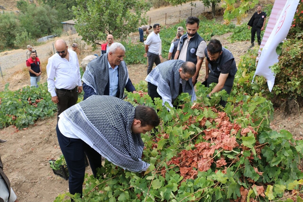 Şırnak'ın Uludere ilçesinde "Behdini Üzümü Hasat Şenliği" yapıldı.