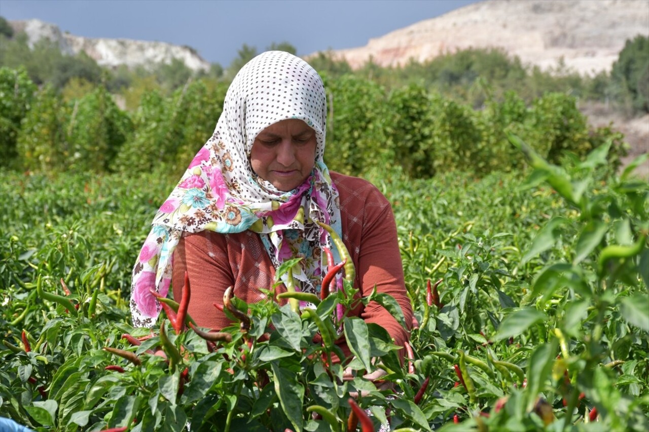 Bilecik'in merkeze bağlı Çukurören köyünde yetiştirilen ve 4 yıl önce coğrafi işaretle tescillenen...