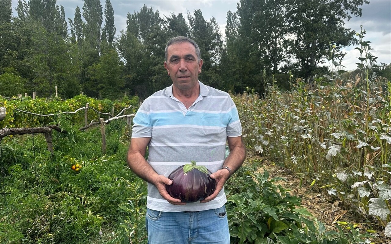 Isparta'nın Yalvaç ilçesinde, bir çiftçinin hobi bahçesinde yetiştirdiği patlıcanlardan birinin...