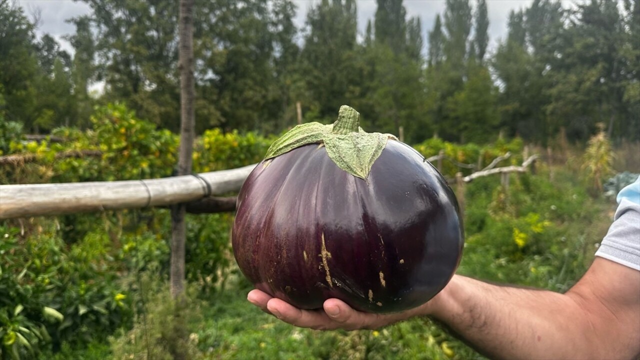 Isparta'nın Yalvaç ilçesinde, bir çiftçinin hobi bahçesinde yetiştirdiği patlıcanlardan birinin...