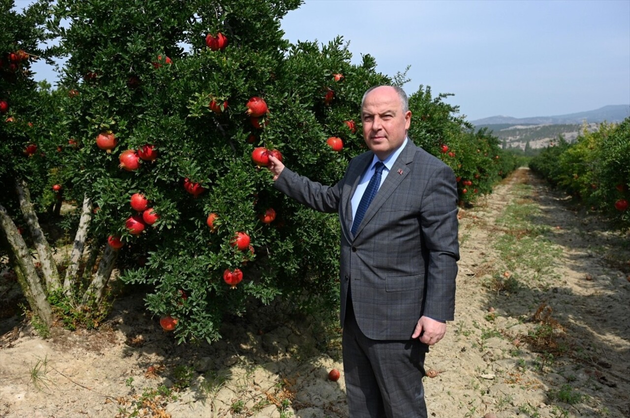 Türkiye'nin nar üretiminde önde gelen şehirleri arasında yer alan Denizli'de, ihracatlık narın...