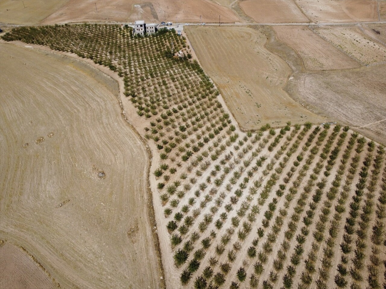 Elazığ'da yaklaşık 32 bin dekar alanda bulunan 472 bin ağaçta yetiştirilen bademin hasadına...