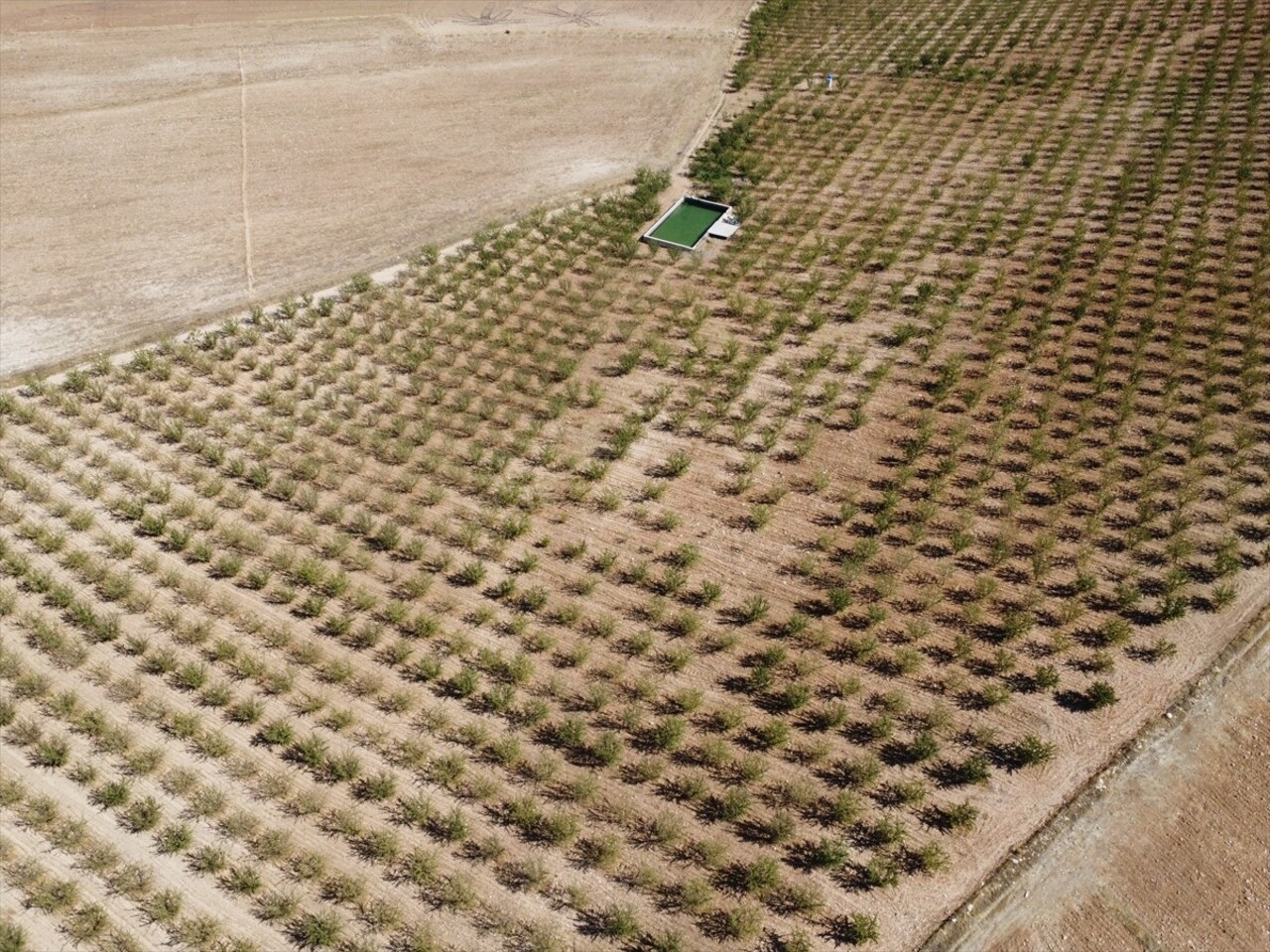 Elazığ'da yaklaşık 32 bin dekar alanda bulunan 472 bin ağaçta yetiştirilen bademin hasadına...