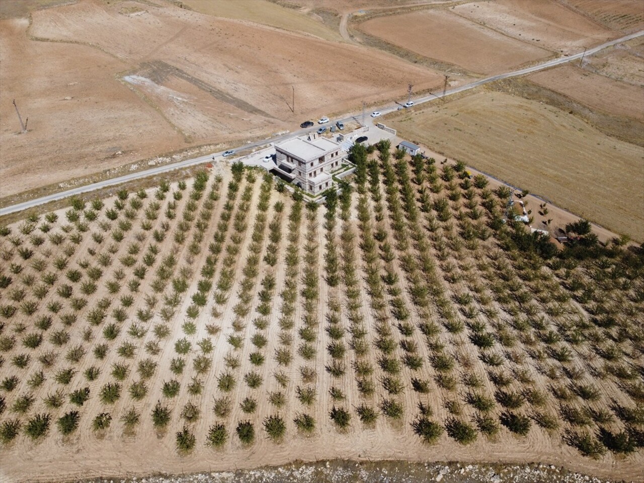 Elazığ'da yaklaşık 32 bin dekar alanda bulunan 472 bin ağaçta yetiştirilen bademin hasadına...