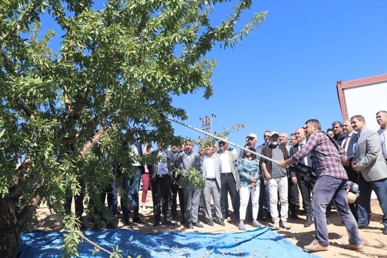 Elazığ'da yaklaşık 32 bin dekar alanda bulunan 472 bin ağaçta yetiştirilen bademin hasadına...