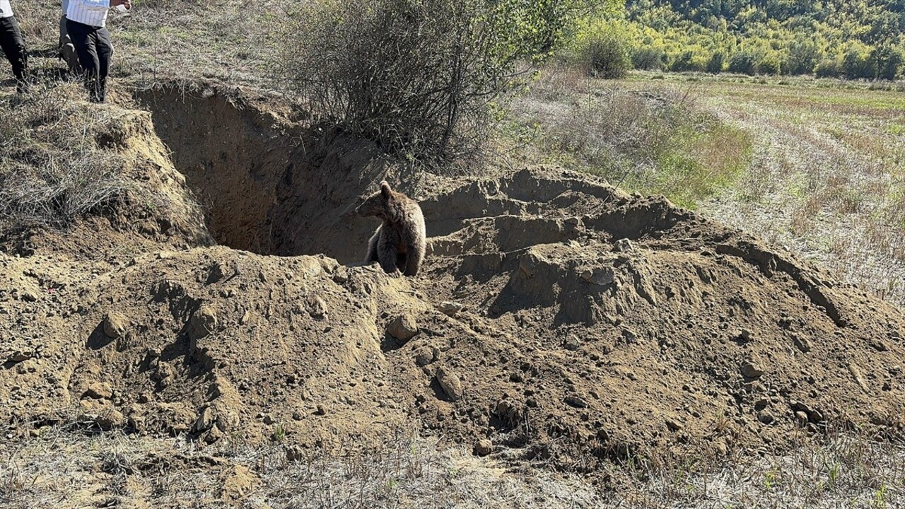 Kastamonu'nun Hanönü ilçesinde çukura düşen ayı, Milli Parklar ve belediye ekipleri tarafından...