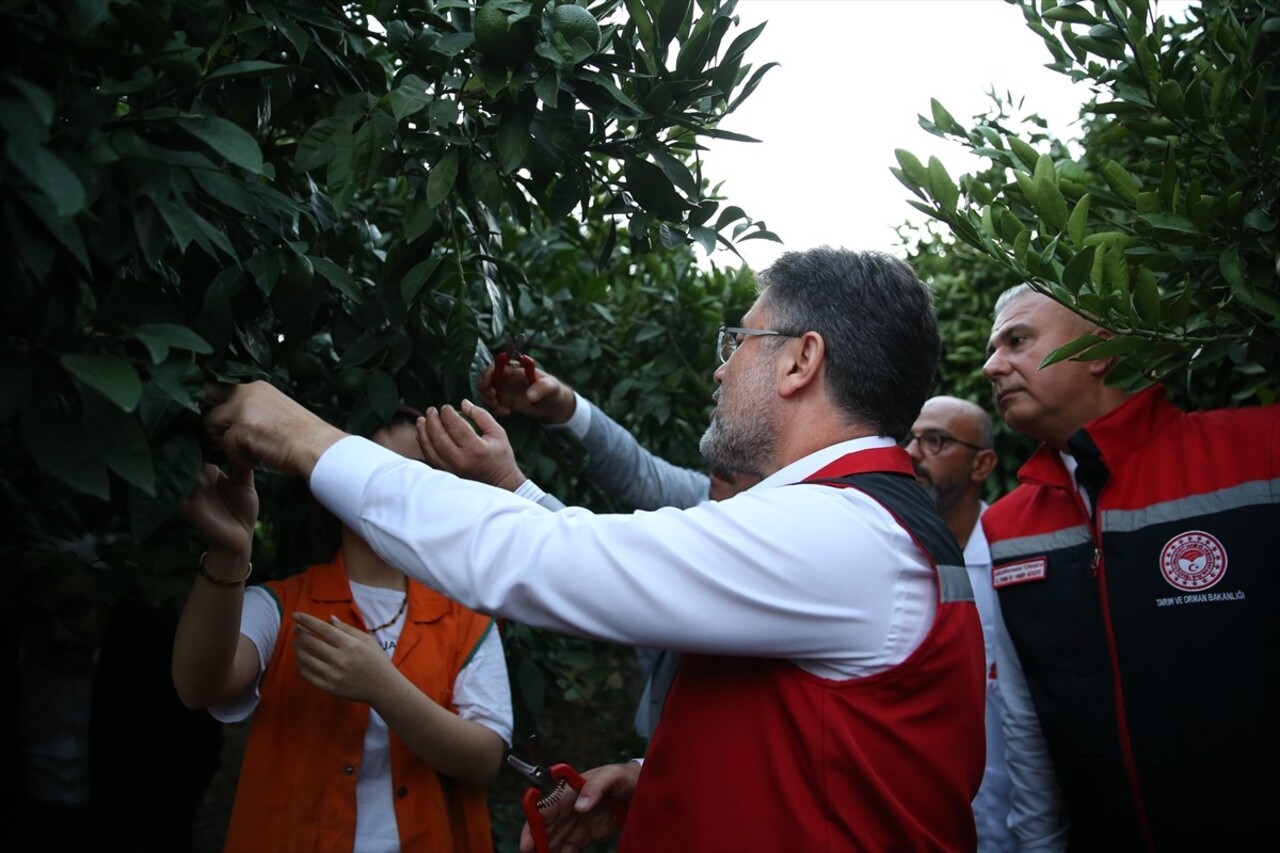 Tarım ve Orman Bakanı İbrahim Yumaklı, Hatay'ın Dörtyol ilçesinde Latif Çınar'a ait narenciye...