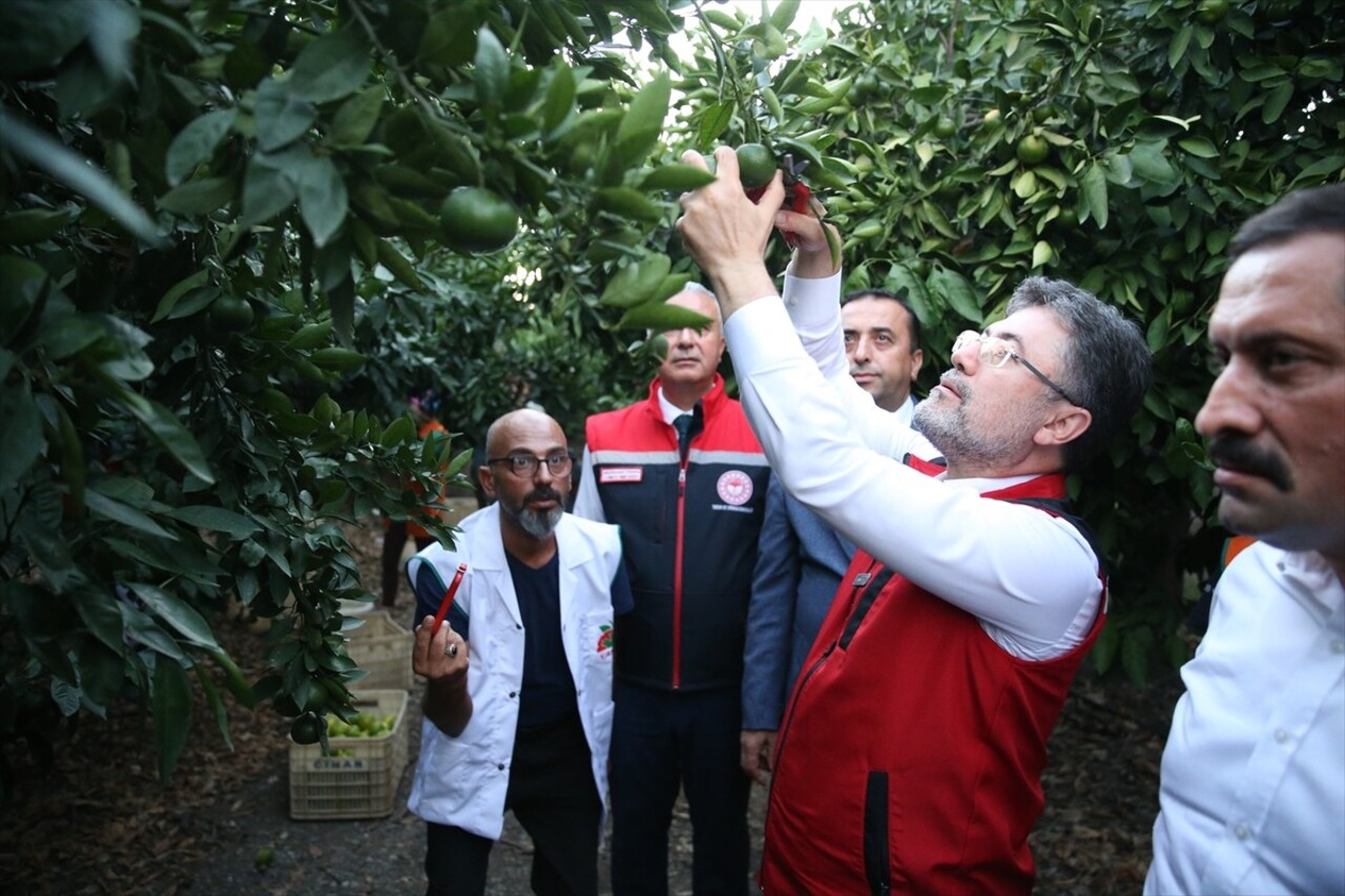 Tarım ve Orman Bakanı İbrahim Yumaklı, Hatay'ın Dörtyol ilçesinde Latif Çınar'a ait narenciye...