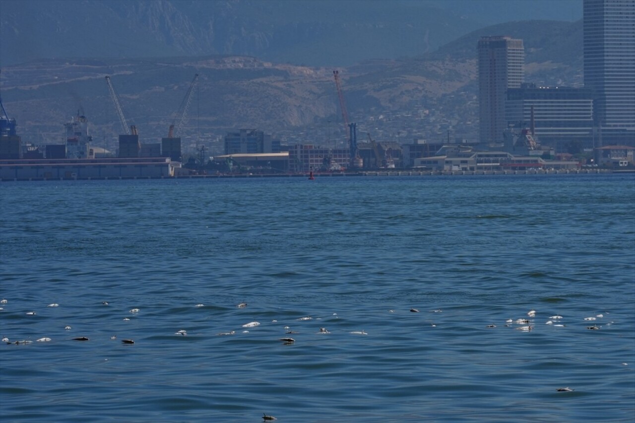 İzmir Körfezi'nde ölen çok sayıda balık kıyıya vurdu. Karşıyaka ilçesinde Bostanlı iskele...