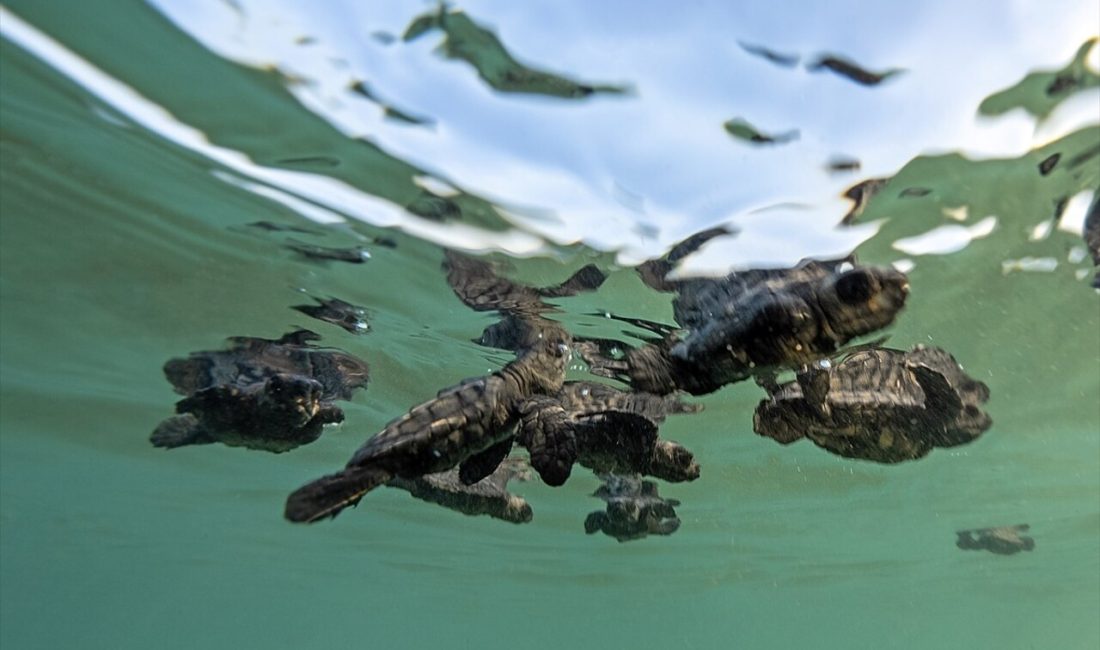 Caretta caretta yavruları Antalya'nın