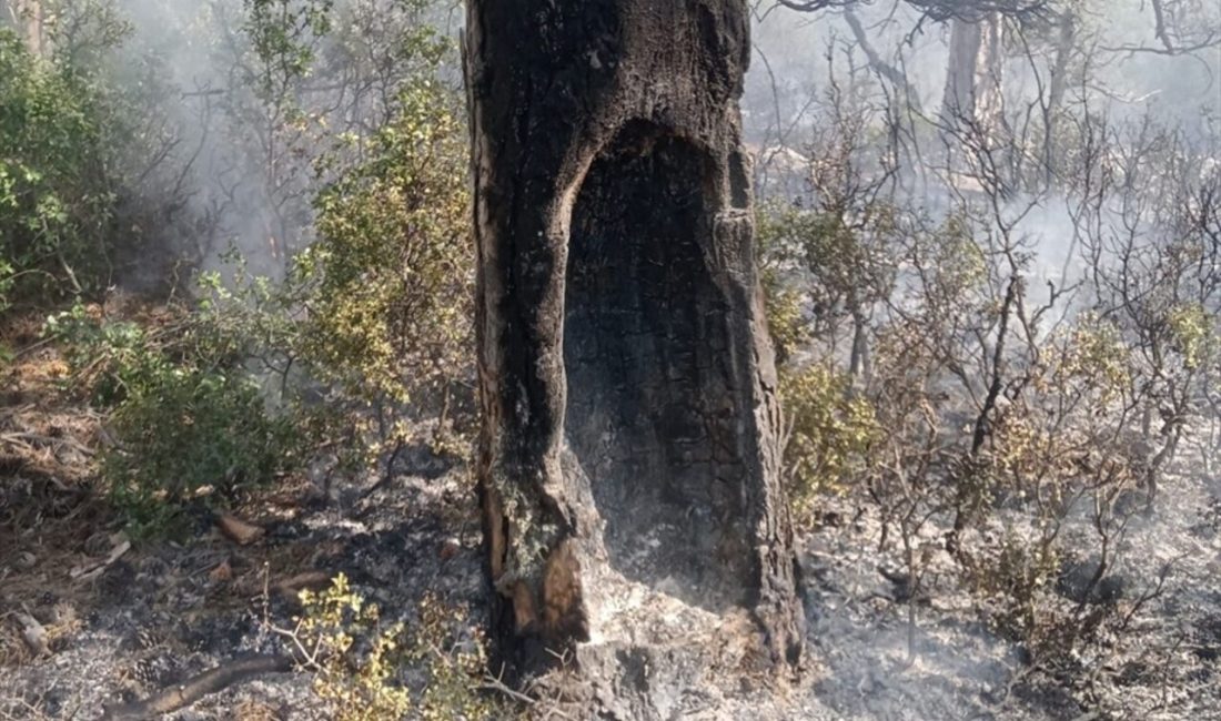 Burdur'un Çeltikçi ilçesindeki orman