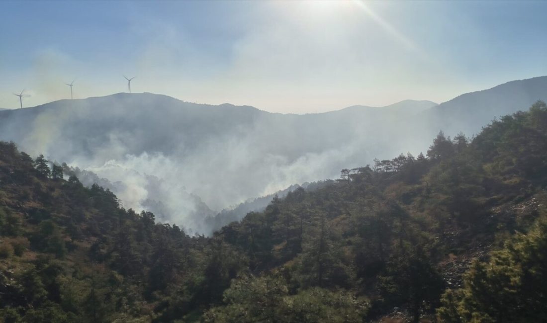 Hatay'ın Antakya ilçesindeki orman