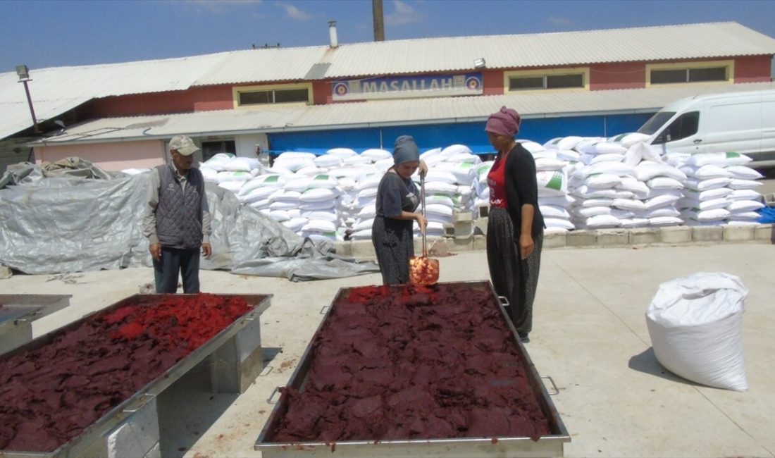 Gaziantep’in tescilli İslahiye biberinin