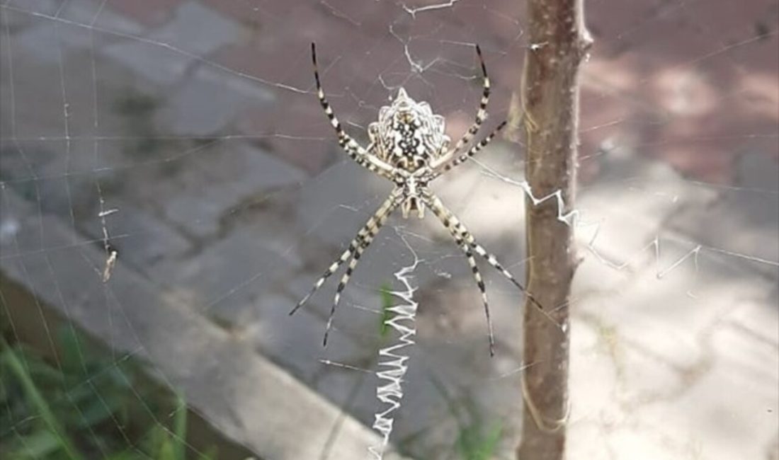 Karabük'te zehirli argiope lobata