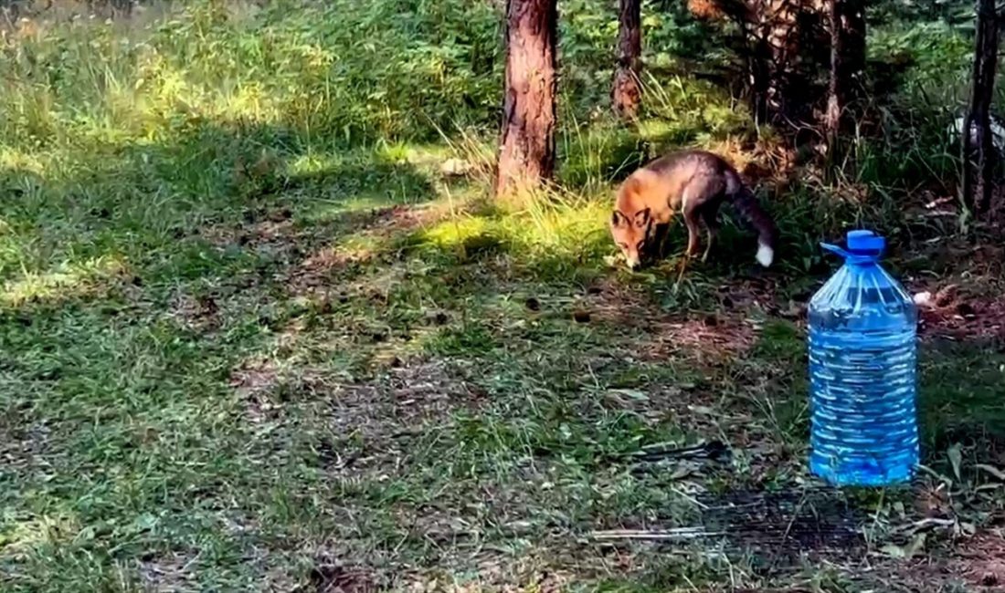 Sarıkamış'ta piknik yapanların yiyeceklerine