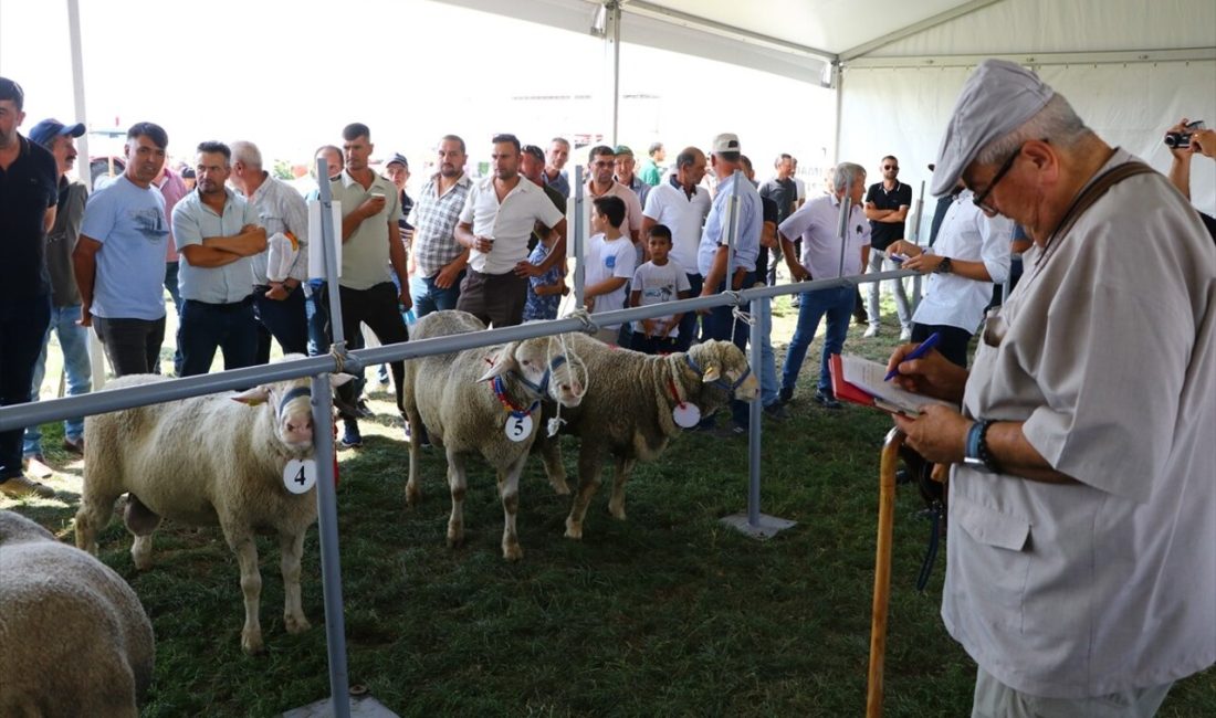 Tekirdağ'ın Süleymanpaşa ilçesinde koç