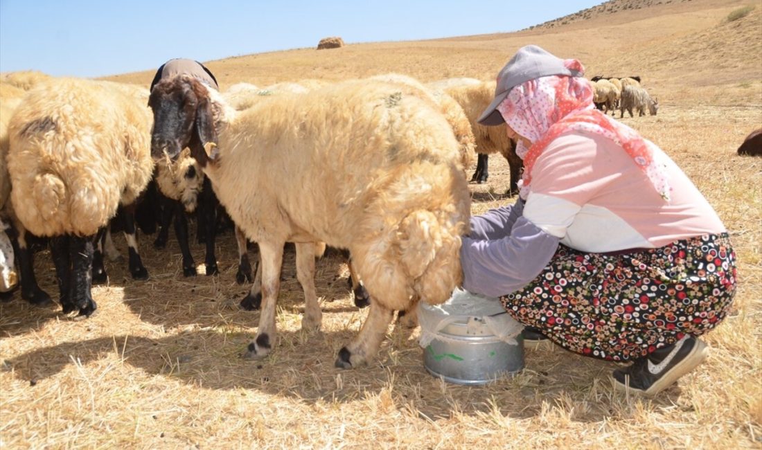 Yüksekova'da kadınlar, yayladan sağdıkları