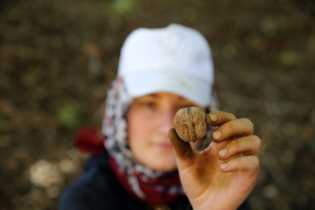 Muş'ta cevizin en çok yetiştirildiği köylerden Yücetepe'de, yaklaşık 5 bin ağaçta hasat başladı....