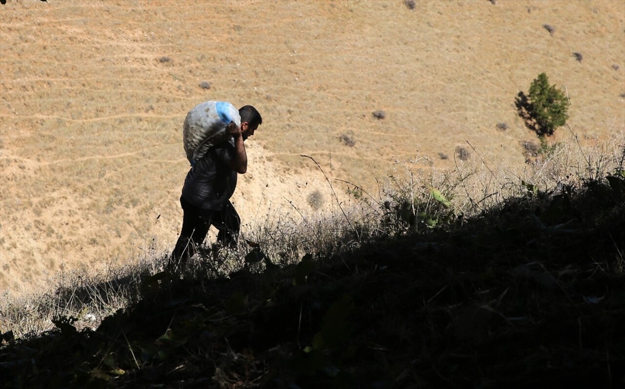 Muş'ta cevizin en çok yetiştirildiği köylerden Yücetepe'de, yaklaşık 5 bin ağaçta hasat başladı....