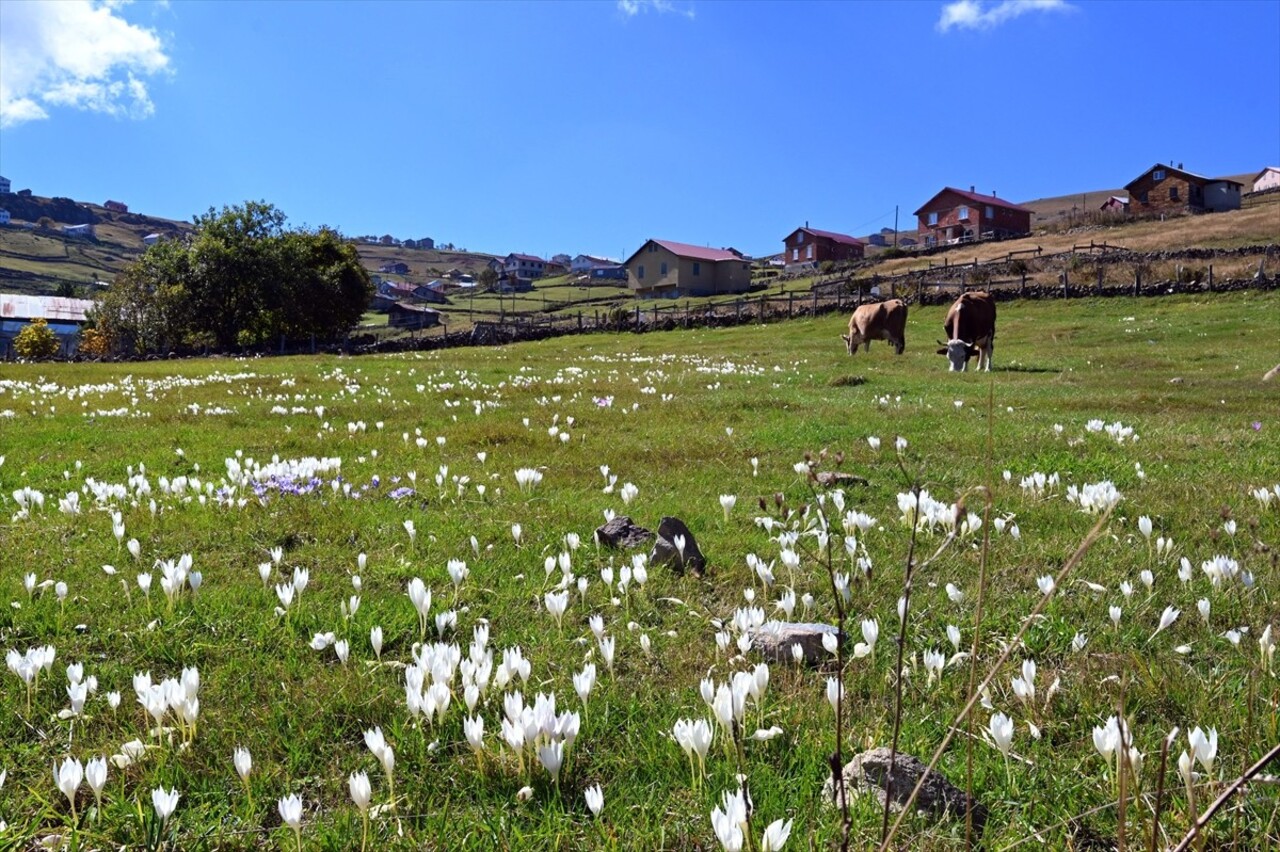 Trabzon'un Köprübaşı ilçesindeki "kesin korunacak hassas alan" olarak tescil edilen, Evliya...