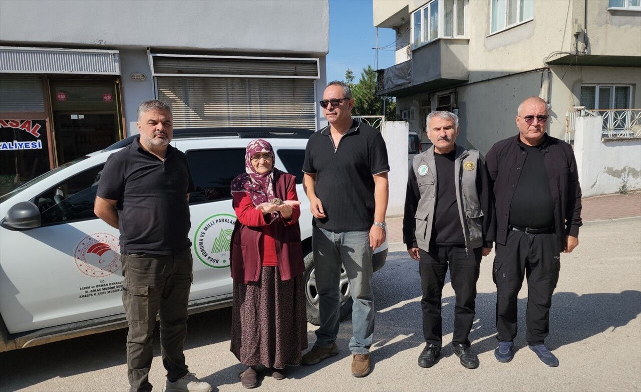 Amasya'nın Suluova ilçesinde annesinin terk ettiği kumru yavrusuna 78 yaşındaki Zahide Yivli sahip...