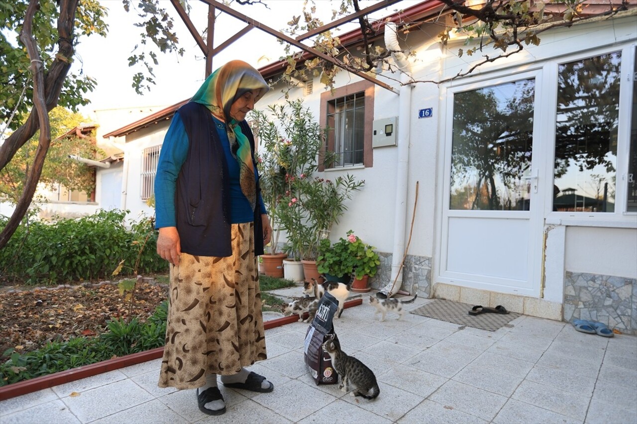 Kayseri Büyükşehir Belediyesi, evinin bahçesinde beslediği kediler için mama desteği isteyen 74...