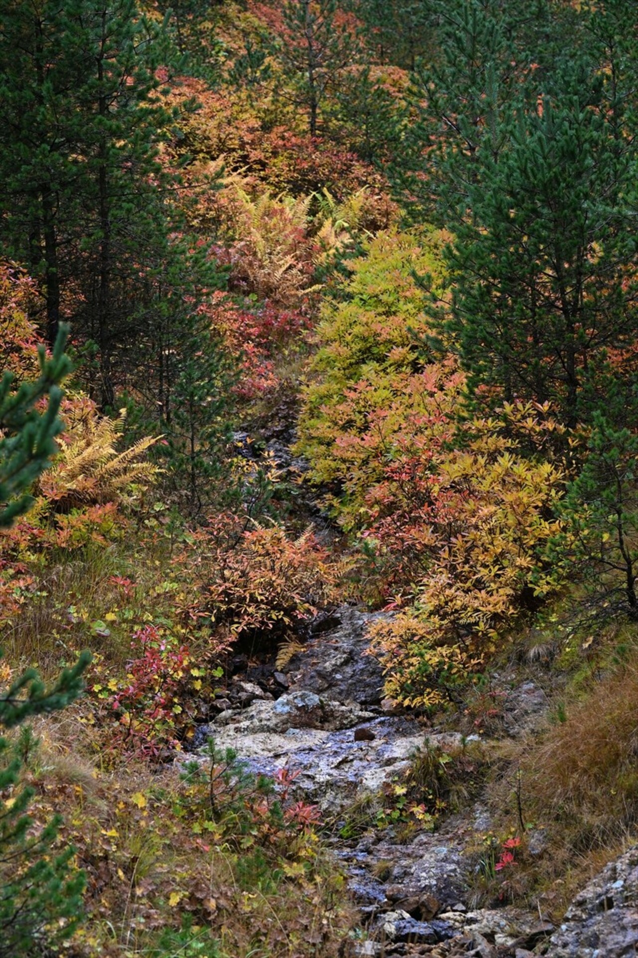 Doğu Karadeniz'i Doğu Anadolu'ya bağlayan önemli kara yolu güzergahlarından Zigana Dağı Geçidi...