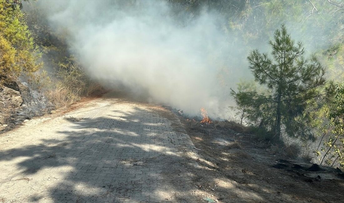 Antalya'nın Alanya ilçesindeki orman