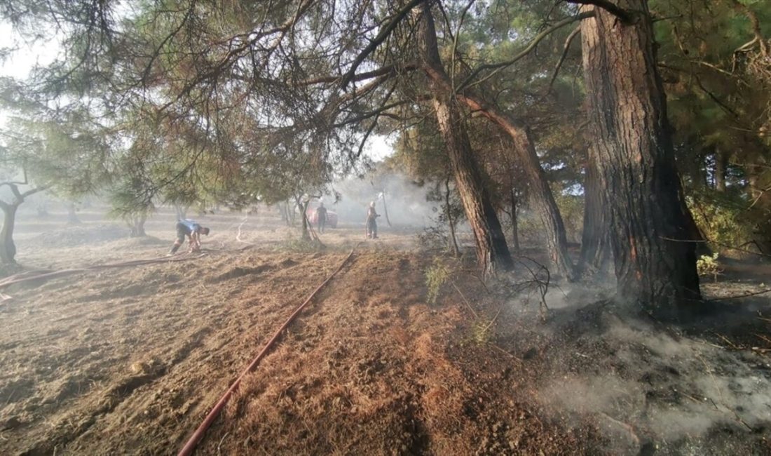 Mudanya'da çıkan orman yangını,