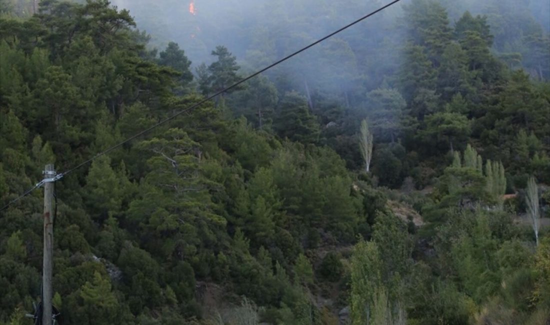 Muğla'nın Dalaman ilçesindeki orman