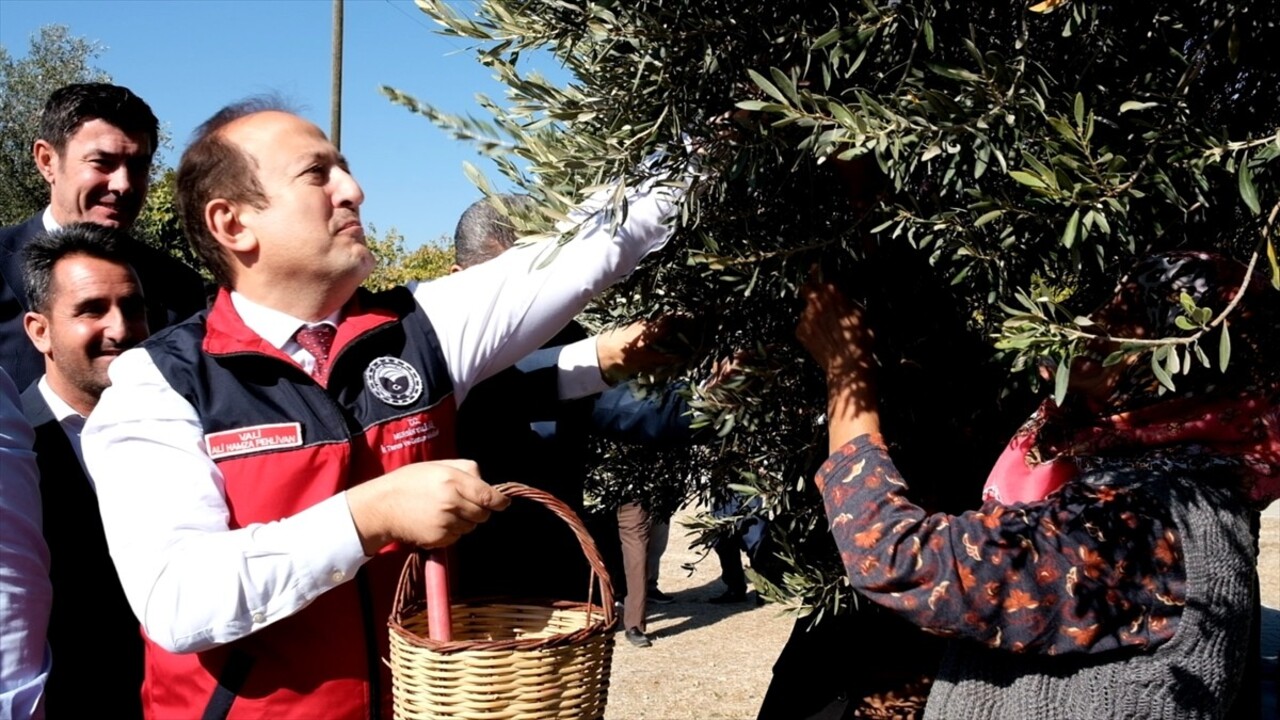 Mersin'in Mut ilçesinde anıt ağaç olarak tescillenen 1300 yıllık ağaçta yetişen zeytinler hasat...