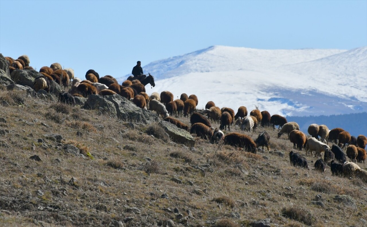 Kars'ın Sarıkamış ilçesinde soğuk hava ve kırağı etkili oldu. Küçükbaş besicileri, kırağı kaplı...