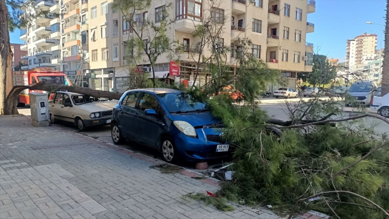 Mersin'in Silifke ilçesinde şiddetli rüzgar nedeniyle bir devrilen ağaçlar, park halindeki...