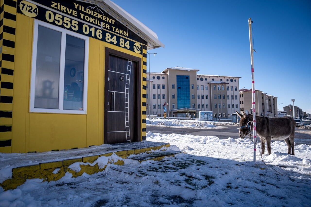 Dondurucu soğukların etkili olduğu Erzurum'da, taksicilerin sahip çıkıp karnını doyurduğu başıboş...