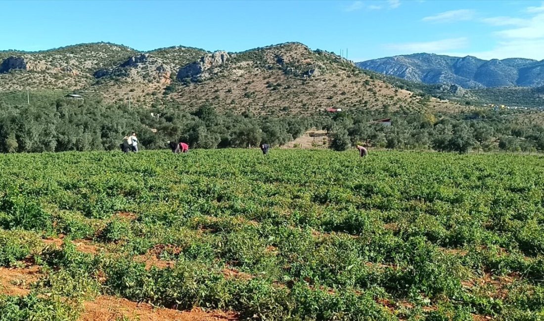 Adana'nın Kozan ilçesinde, çiftçi