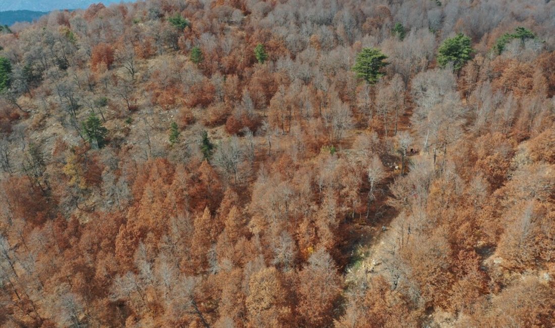 Doğa tutkunları, Andırın'daki kayın