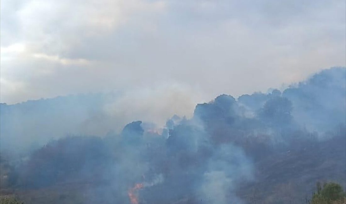 Çanakkale'nin Biga ilçesinde çıkan