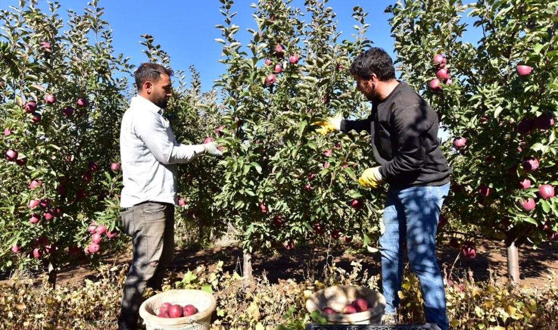 Ahlat'ta çiftçi Harun Örken,