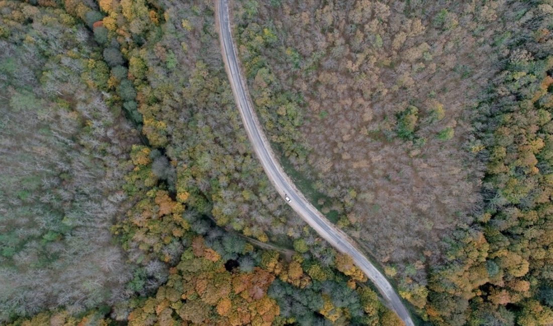 Istranca ormanlarında sonbahar renkleri